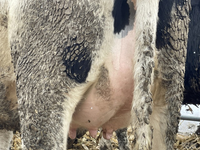 (4 Head) Holstein bred heifers